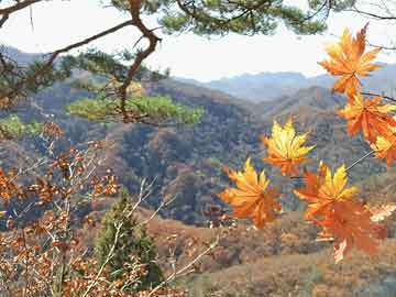 什么是木化石（黑龙江石材矿山）