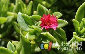 楼层碳纤维加固发黄什么原因呢