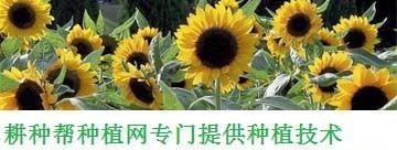 加油站钢构大棚制作流程(加油站钢构大棚制作) 钢结构蹦极施工 第2张 加油站钢构大棚制作流程(加油站钢构大棚制作) 钢结构蹦极施工 第2张